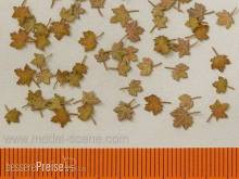 Model Scene L8-101 - Ahorn - Extra Farben, Herbst