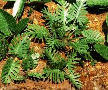 Model Scene VG3-031 - Jungle set 1