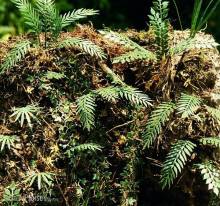 Model Scene VG3-032 - Jungle set 2