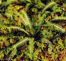 Model Scene VG3-037 - Tropisch Farn (1:35 / 1:48)