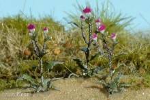 Model Scene VG7-221 - Distel