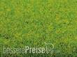 Noch 00020 - Grasmatte Frühlingswiese