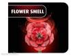Revell 00631 - Dream of Roses Revell Holzblumen