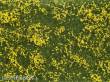 Noch 07255 - Bodendecker-Foliage Wiese gelb