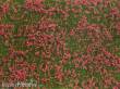 Noch 07257 - Bodendecker-Foliage Wiese rot