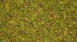 Noch 08330 - Streugras Blumenwiese