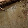 AK-Interactive AK8006 - Water Gel Swamp Green Effects