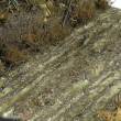 AK-Interactive AK8016 - Terrains Wet Ground - 250ml (Acryl)