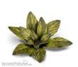 Gamers Grass GGLP-DC - Dumb Cane