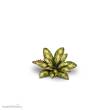 Gamers Grass GGLP-DC - Dumb Cane
