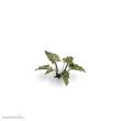 Gamers Grass GGLP-LAL - Lords-and-Ladies
