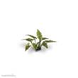 Gamers Grass GGLP-LAL - Lords-and-Ladies