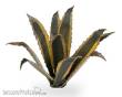 Gamers Grass GGLP-AG - Agave