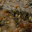 Gamers Grass GGLP-AG - Agave
