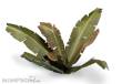 Gamers Grass GGLP-BT - Banana Tree