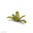 Gamers Grass GGLP-BT - Banana Tree