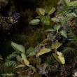 Gamers Grass GGLP-EE - Elephant Ear