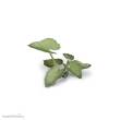 Gamers Grass GGLP-EE - Elephant Ear