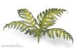 Gamers Grass GGLP-GB - Bracken