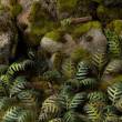 Gamers Grass GGLP-GB - Bracken