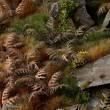 Gamers Grass GGLP-DB - Dry Bracken