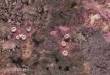 PWork Wargames PWGM03900N44X60 - Neoprene Mat Alien Planet 44x60