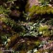 Gamers Grass GGLP-PL - Plantain Lily