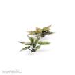 Gamers Grass GGLP-PL - Plantain Lily