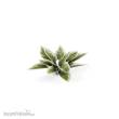 Gamers Grass GGLP-PL - Plantain Lily