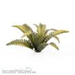 Gamers Grass GGLP-DF - Deer Fern