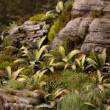 Gamers Grass GGLP-DF - Deer Fern