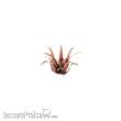 Gamers Grass GGLP-RA - Red Aloe
