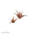 Gamers Grass GGLP-RA - Red Aloe