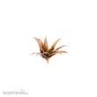 Gamers Grass GGLP-RA - Red Aloe