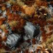Gamers Grass GG2-B - Brown 2mm Tufts