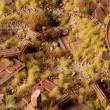 Gamers Grass GG2-BEI - Beige 2mm Tufts