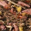Gamers Grass GG2-BUR - Burned 2mm Tufts