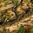 Gamers Grass GG2-DMO - Dark Moss 2mm Tufts