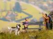 Noch 12852 - Hunde