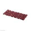 Gamers Grass GGFS-HEA - Heather Flowers