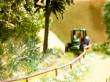 Noch 14606 - Farn
