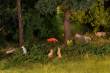 Faller 151915 - Tiere im Wald
