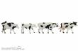 Noch 17900 - Cows black-white