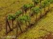 Faller 181254 - Weinreben