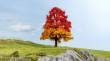 Noch 20114 - Eiche herbstlich