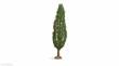 Noch 20130 - NOCH Master-Baum Pappel