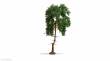 Noch 20140 - NOCH Master-Baum Kiefer