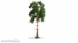 Noch 20141 - NOCH Master-Baum Kiefer