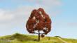 Noch 20150 - Master-Baum Rotbuche