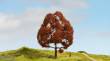 Noch 20150 - Master-Baum Rotbuche